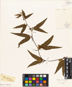 Passiflora pubescens