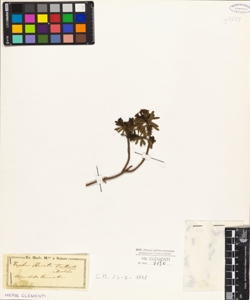 Daphne striata Truttnik