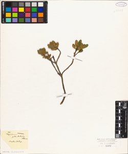 Daphne glandulosa Bert.