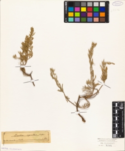 Daphne argentea Sieber