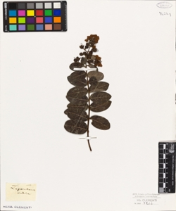 Lagerstraemia indica