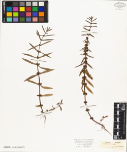 Ammannia sanguinolenta