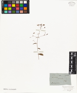 Lopezia miniata Lag.