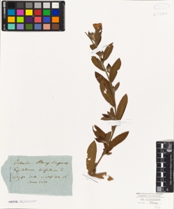 Epilobium hirsutum