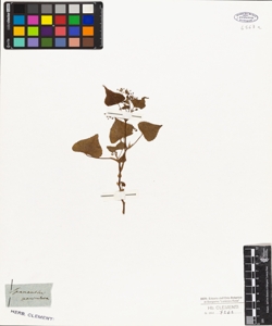 Spananthe paniculata