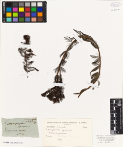 Myriophyllum spicatum