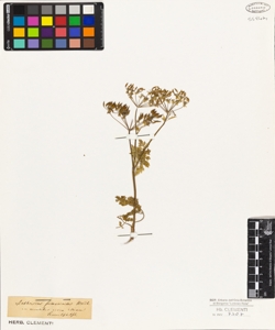 Anthriscus fumarioides W.Kid.