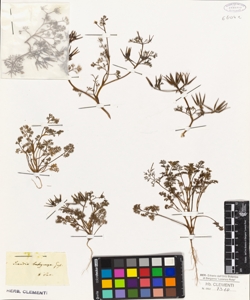 Scandix brachycarpa Guss.