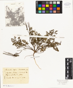 Scandix pecten-veneris L.