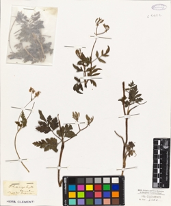 Chaerophyllum temulum