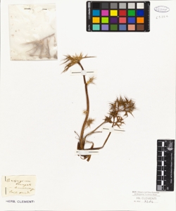 Eryngium amethystinum