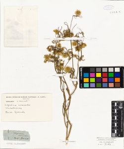 Lagoecia cuminoides