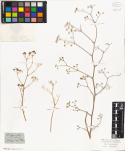 Pimpinella flava Mey.