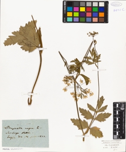 Pimpinella magna L.