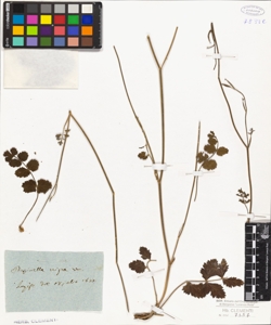 Pimpinella nigra W.