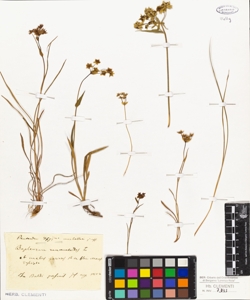 Bupleurum ranunculoides L.