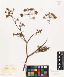 Cicuta virosa