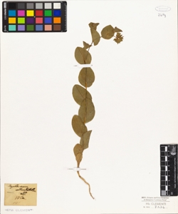 Bupleurum rotundifolium L.