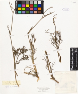 Seseli hippomarathrum