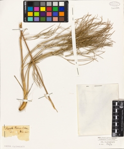 Seseli tomentosum Vis.