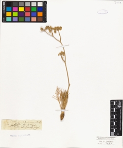 Seseli leucospermum W. Kit.