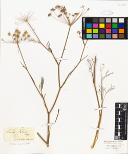 Seseli pallasii Bess.