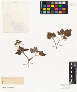 Ligusticum scoticum L.