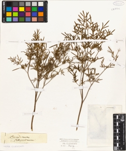 Peucedanum petroselinum