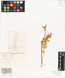 Laserpitium hirsutum