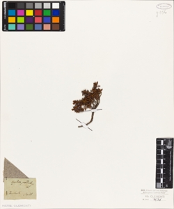 Azalea procumbens L.