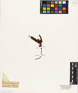 Andromeda tetragona L.