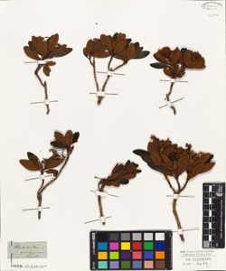 Rhododendron ferrugineum