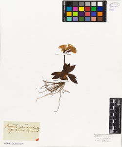 Primula glaucescens Moretti