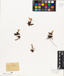 Primula integrifolia L.