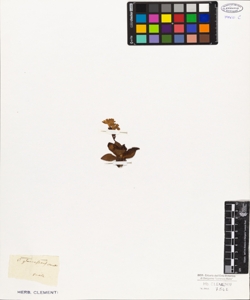 Primula glaucescens Moretti