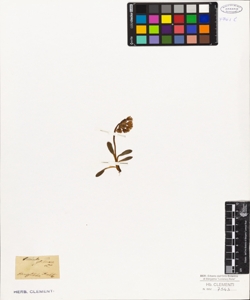 Primula glutinosa L.