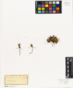 Androsace pennina Gaud.