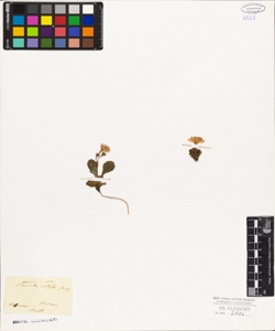 Primula villosa Jacq.