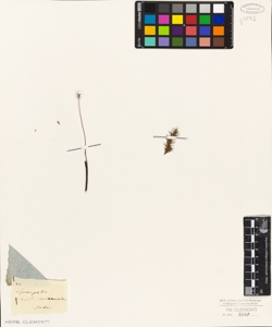 Sprengelia incarnata