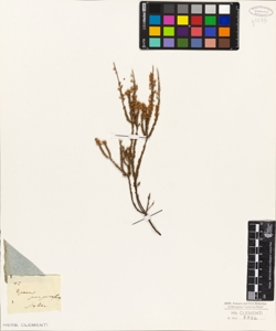 Epacris purpurascens