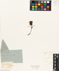 Stenanthera pinifolia