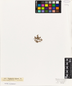 Centunculus minimus L.