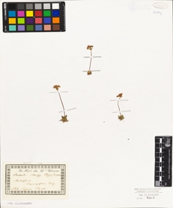 Androsace chamaejasme Jacq.