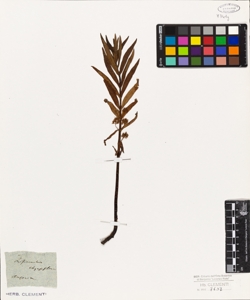 Lysimachia thyrsiflora