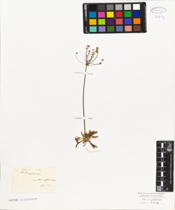 Androsace septentrionalis