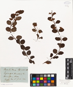 Lysimachia nummularia L.