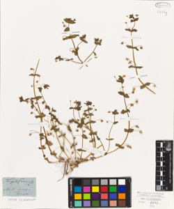 Anagallis arvensis L.