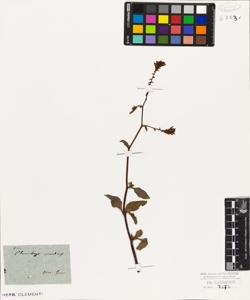 Plumbago scandens