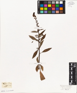 Lysimachia ephemerum