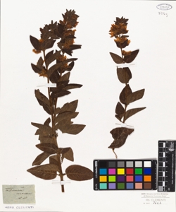 Lysimachia verticillata